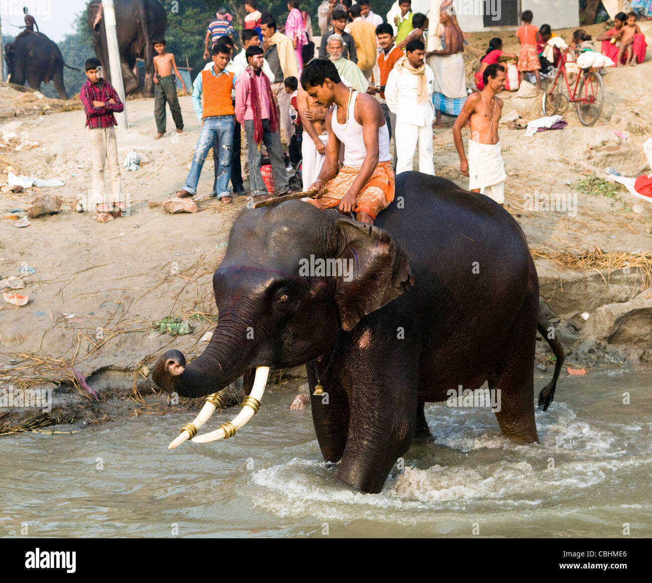 Les éléphants se baigner dans le fleuve Gandak Sonepur Mela pendant l'dans Bihar. Banque D'Images