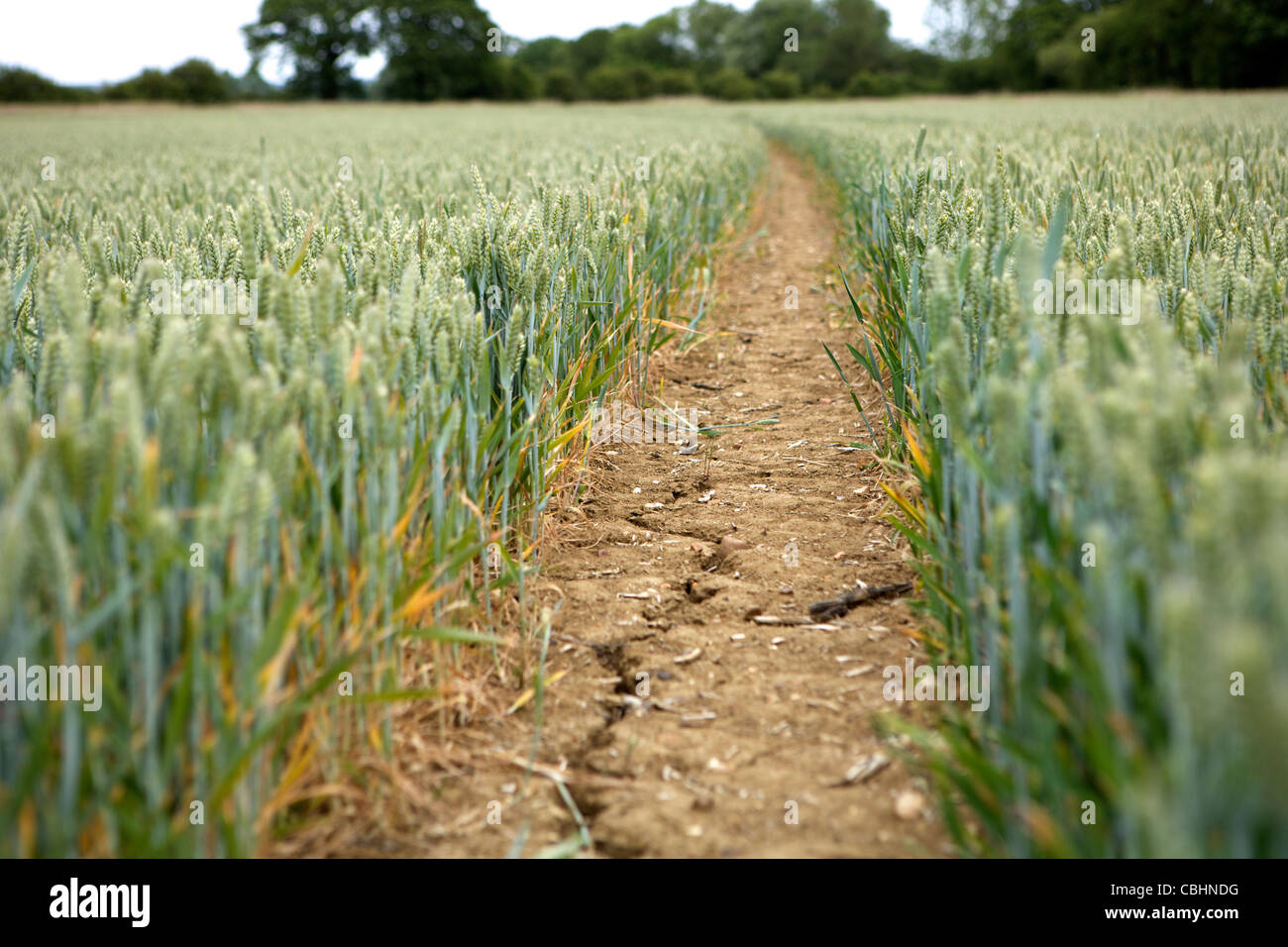 La récolte de blé d'un retard de maturation Domaine Banque D'Images