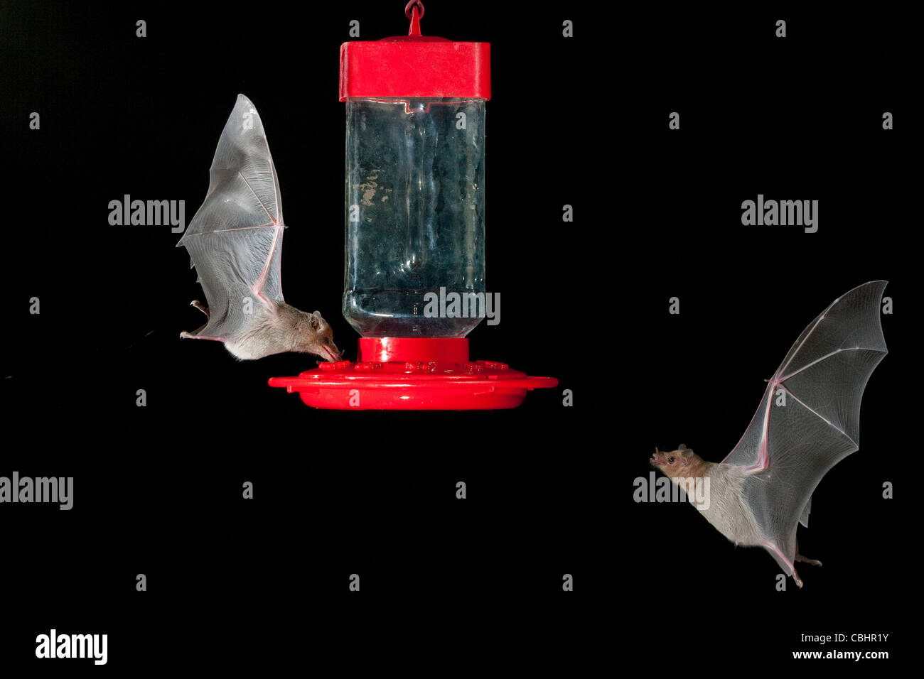 Proboscis Long mexicaine Bat (à gauche) et moindre bat bec long (à droite) Choeronycteris mexicana & Leptonycteris curasoae Amado, Arizona, Banque D'Images