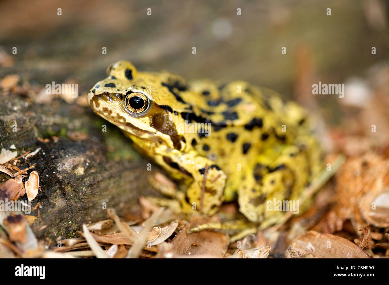 Grenouille Rousse (Rana temporaria) Banque D'Images