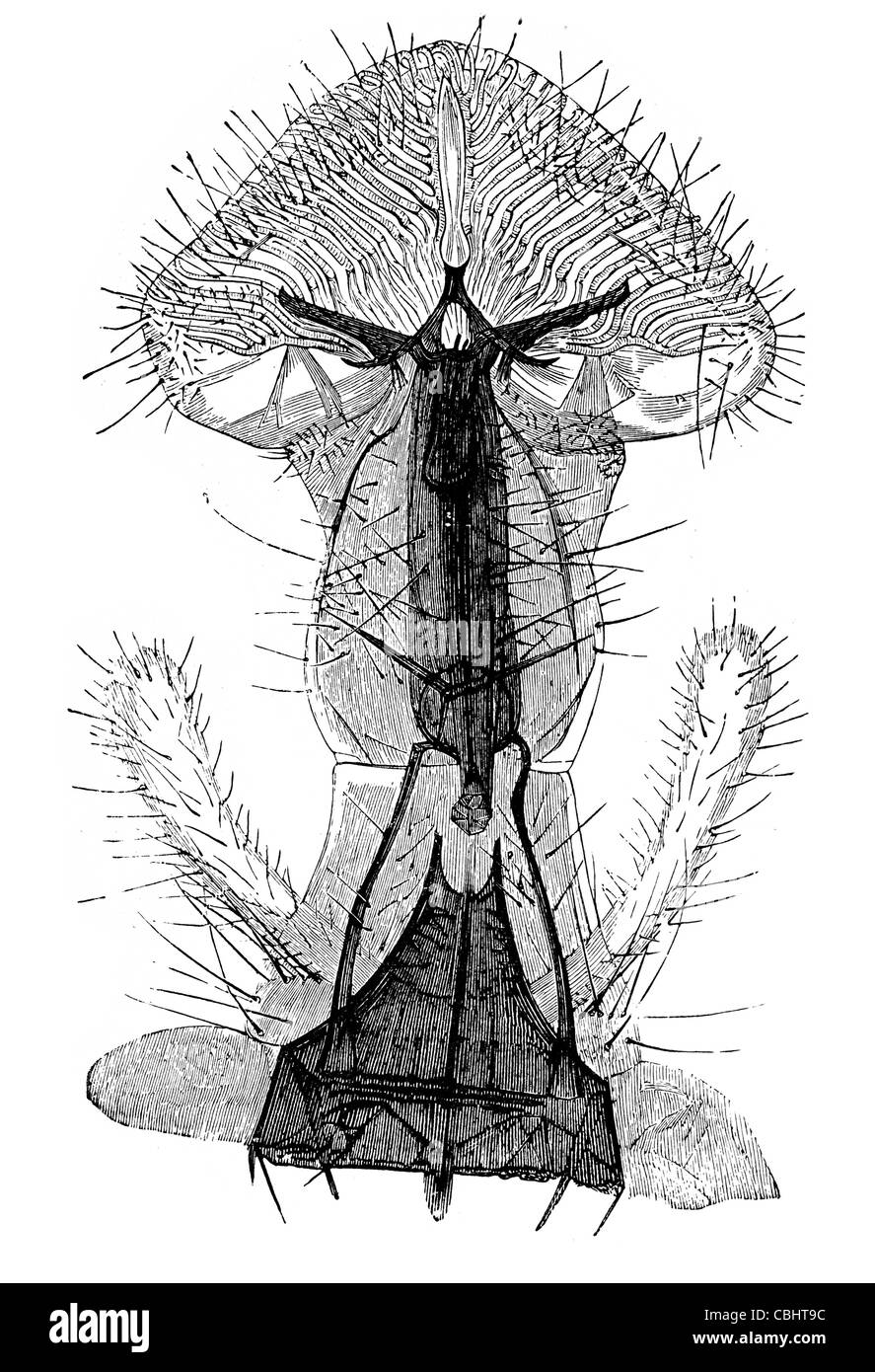 Haematobia irritans horn fly mouches sucent le petit élevage de bovins dangereux insectes ravageurs Banque D'Images