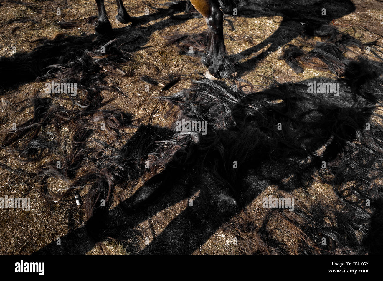 Chevaux sauvages' manes et tails se coucha sur le sol après avoir été coupée pendant la RAPA DAS BESTAS festival en Torroña, Espagne. Banque D'Images