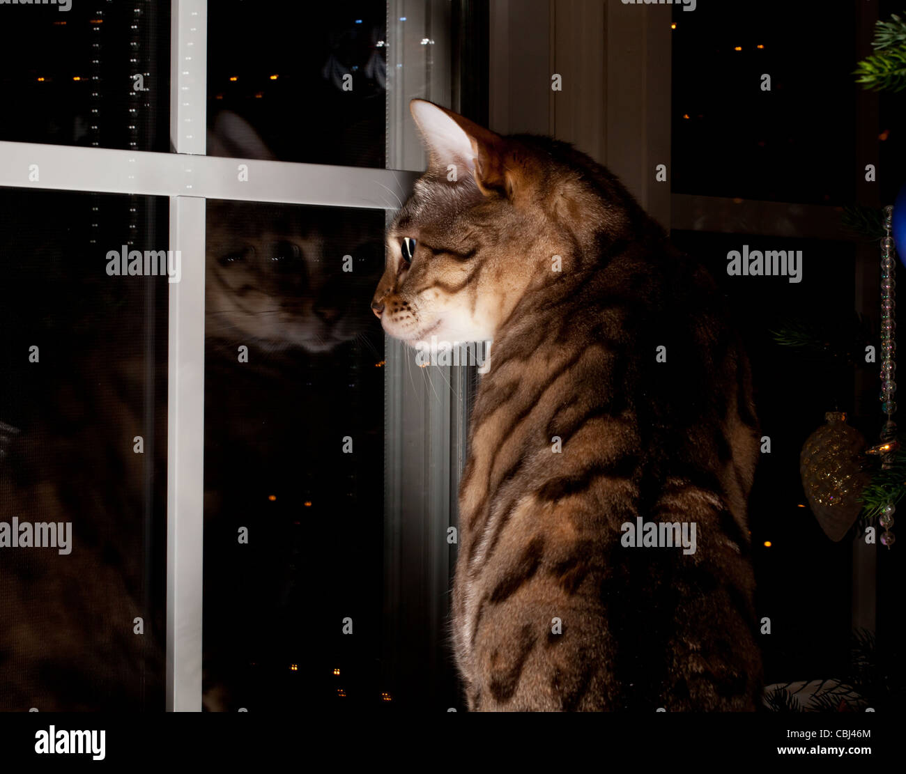Chatons à l'extérieur à travers la vitre avec l'arbre de Noël par le côté de l'animal Banque D'Images