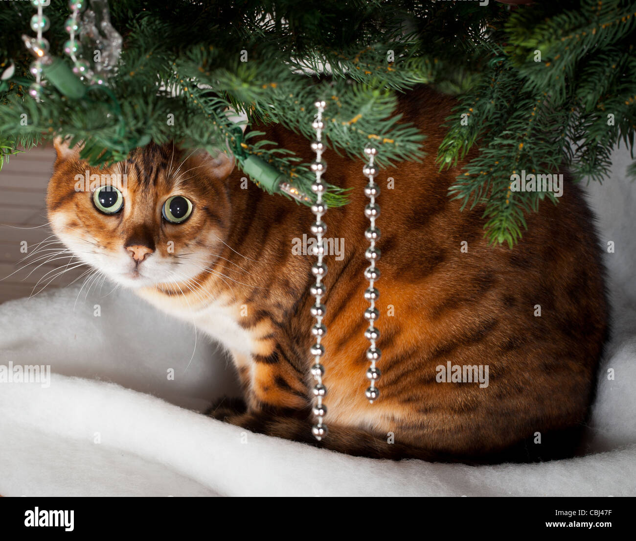 Chatons dormant sous un arbre de Noël Banque D'Images
