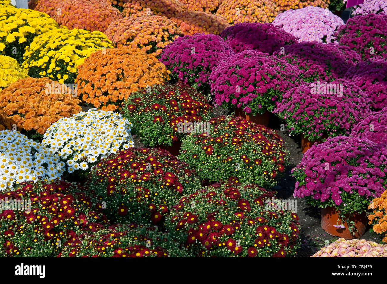 De nombreuses fleurs de chrysanthèmes de couleurs différentes Banque D'Images