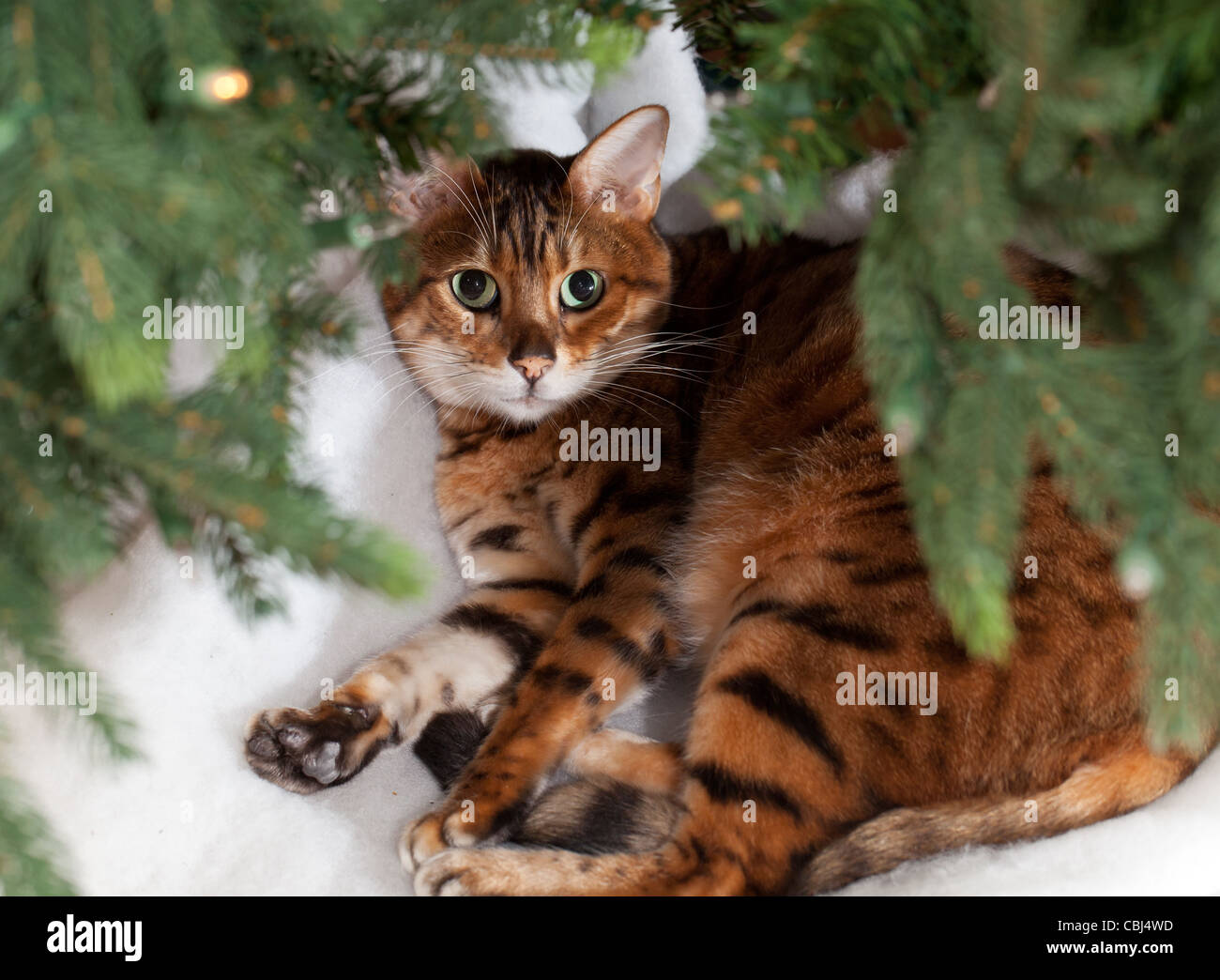Chatons dormant sous un arbre de Noël Banque D'Images