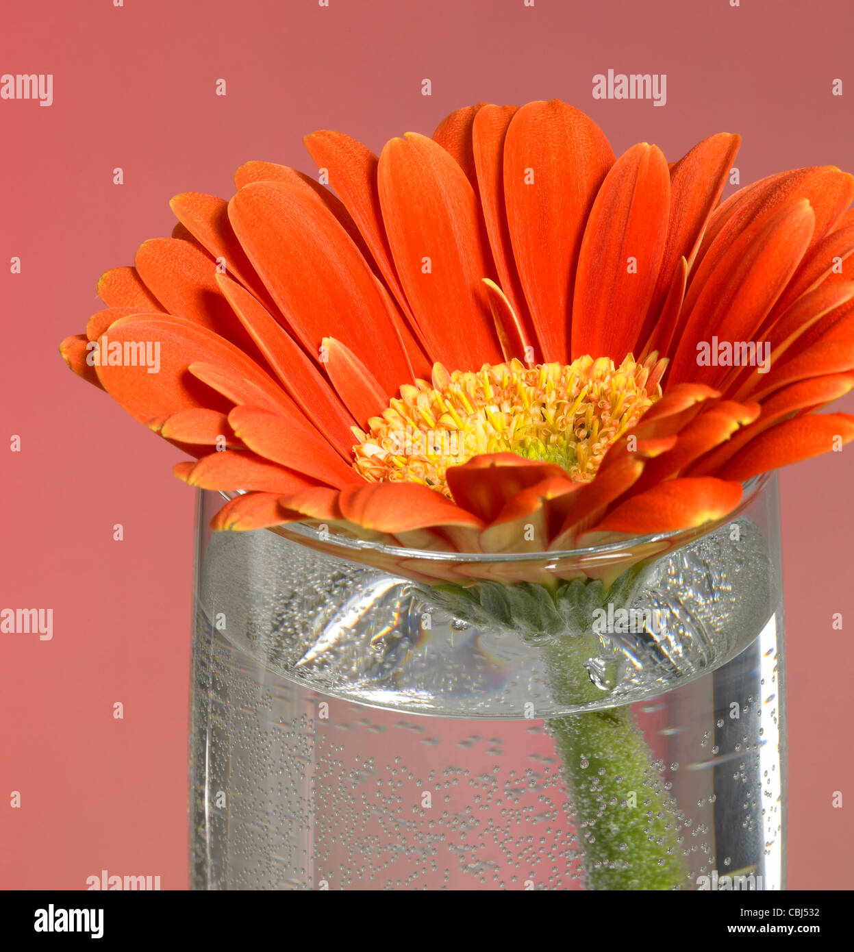 Macrophotographie plein cadre d'un gerbera rouge fleur dans un verre d'eau Banque D'Images