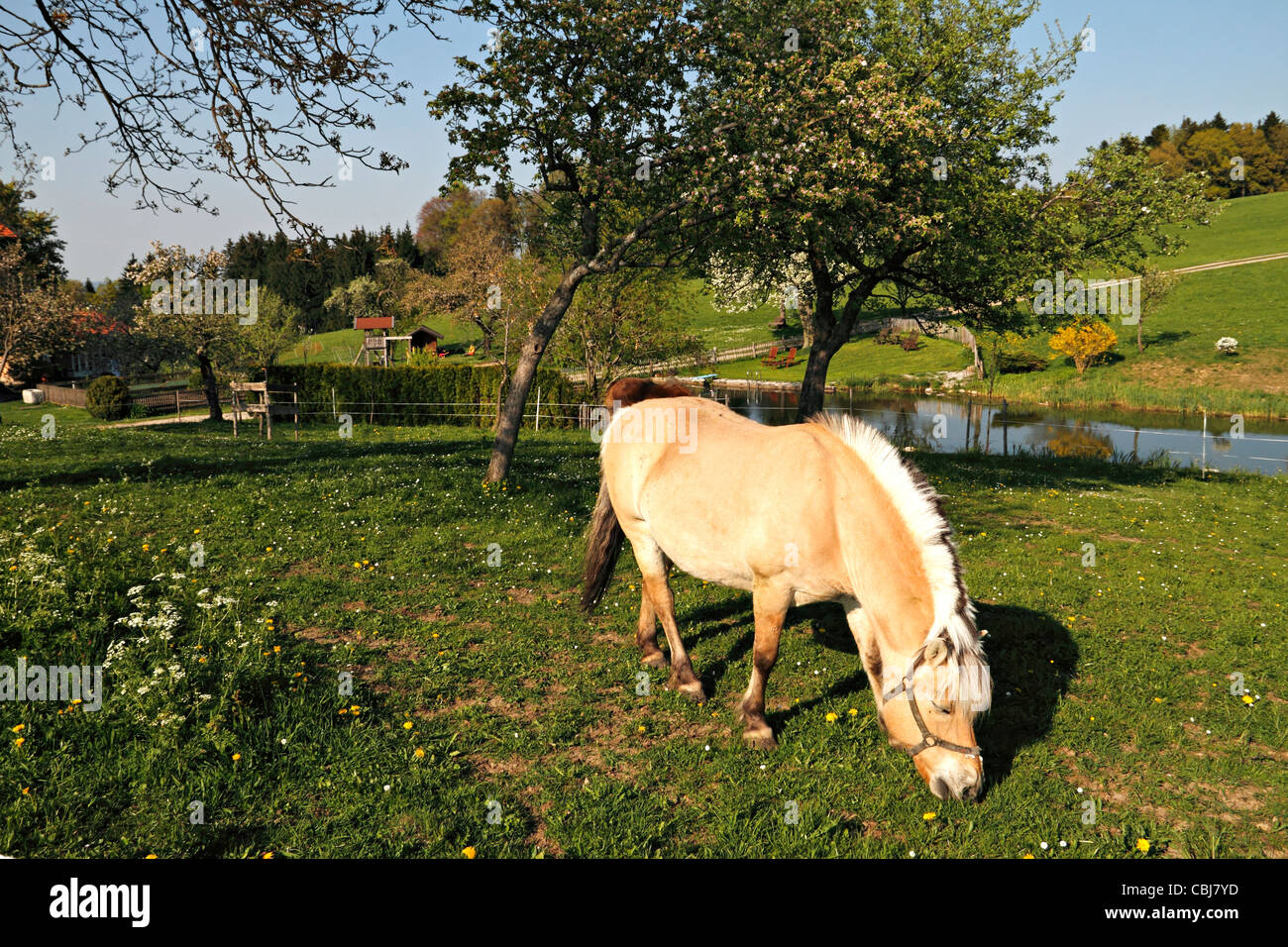 Norwegian calèche, Chiemgau Haute-bavière Allemagne Banque D'Images