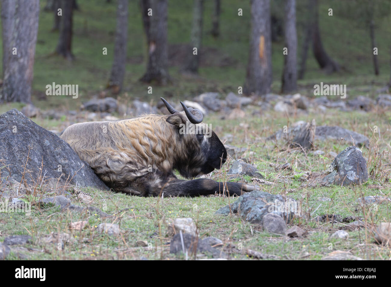 Takin - Bhoutan Banque D'Images