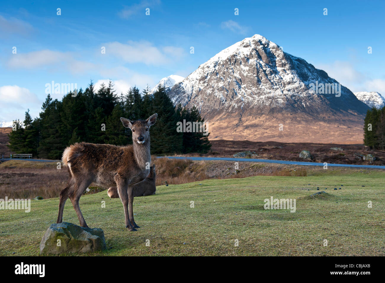 Buchaille Etive Mor Rannoch Moor Banque D'Images