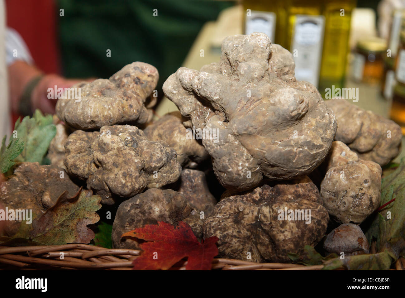 La truffe blanche, Foire aux Truffes, Alba, Langhe, Piémont, Italie Banque D'Images