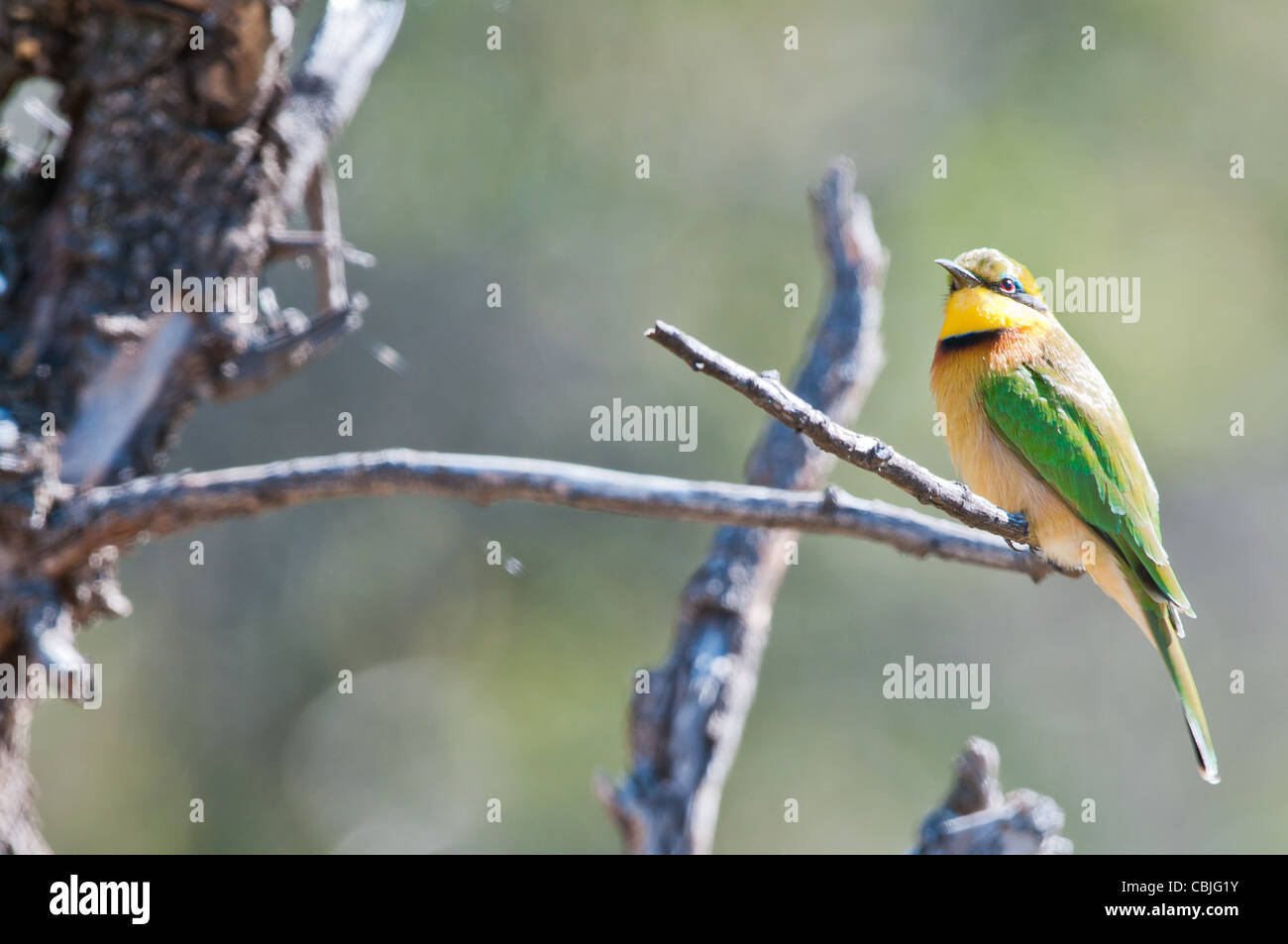 Peu de jaune vert mangeur d'abeilles africaines sur une branche Banque D'Images