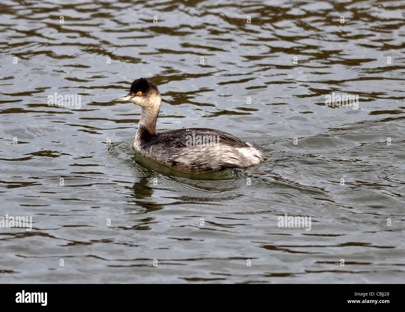 Grèbe à oreilles (Podiceps nigricollis) dans un plumage non reproducteur nageant sur de l'eau ondulée, avec un chapeau foncé, des yeux rouges et un bec mince. Banque D'Images