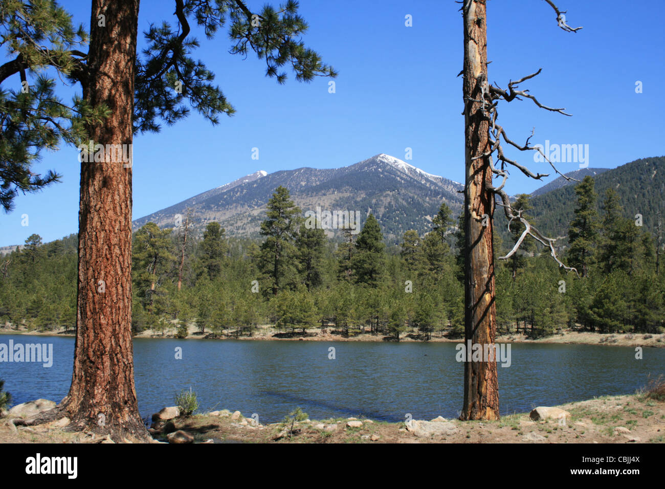 Col avec Schultz Schultz sur réservoir et le San Francisco Peaks encadrée de pins Ponderosa Banque D'Images