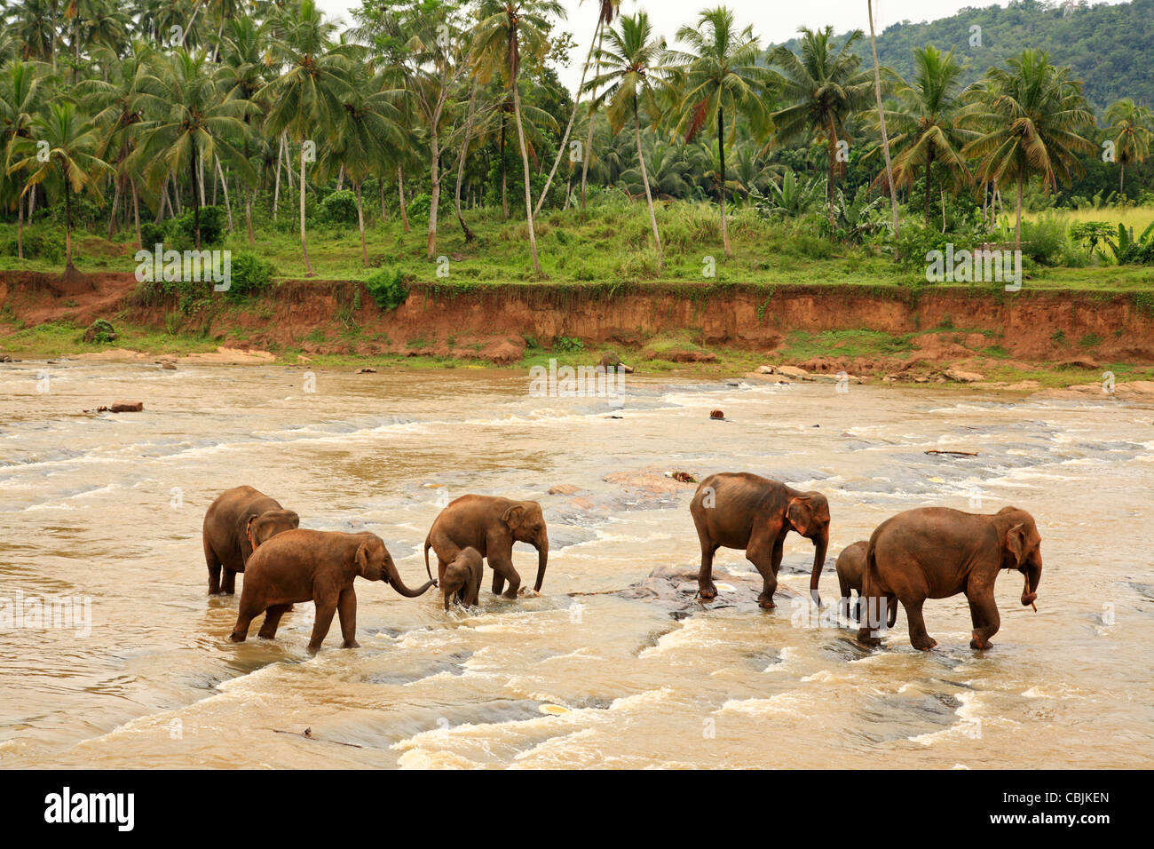 Sanctuaire de Pinnawala Elephant Asie Sri Lanka Banque D'Images