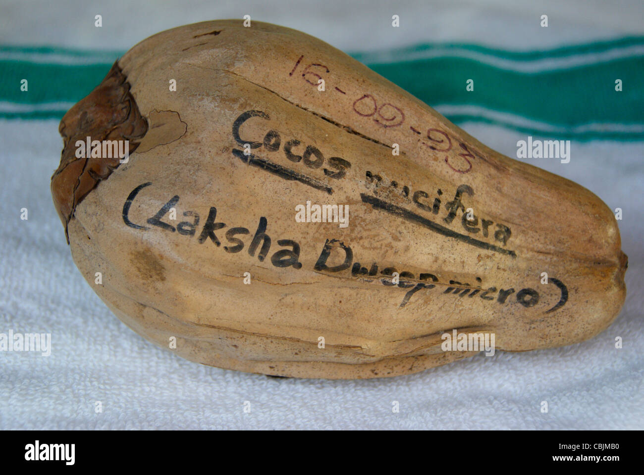 Cocos nucifera de Îles Lakshadweep en Inde Banque D'Images