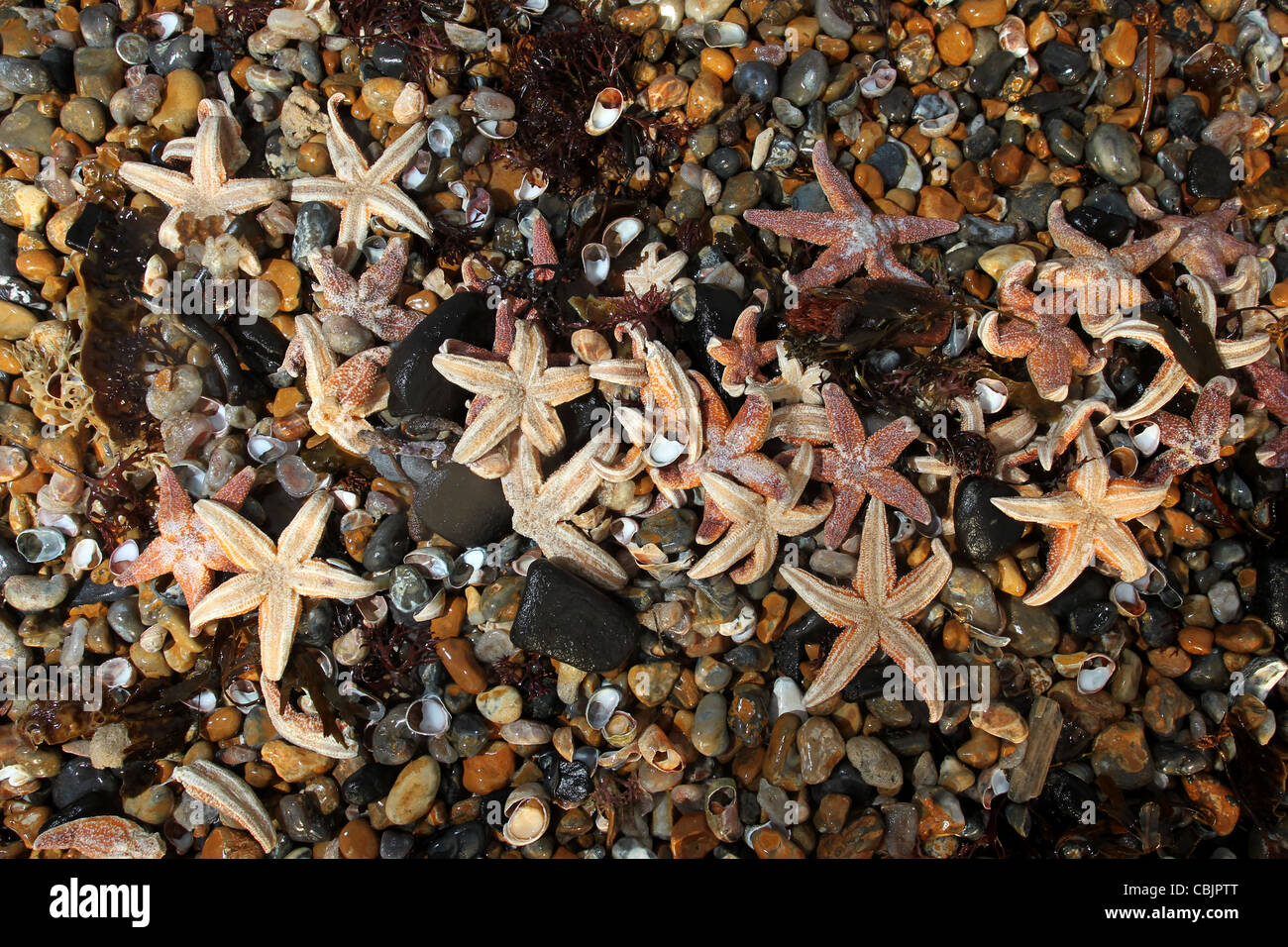 Un grand groupe d'étoiles de mer en photo échoués sur la plage de Brighton, East Sussex, UK. Banque D'Images