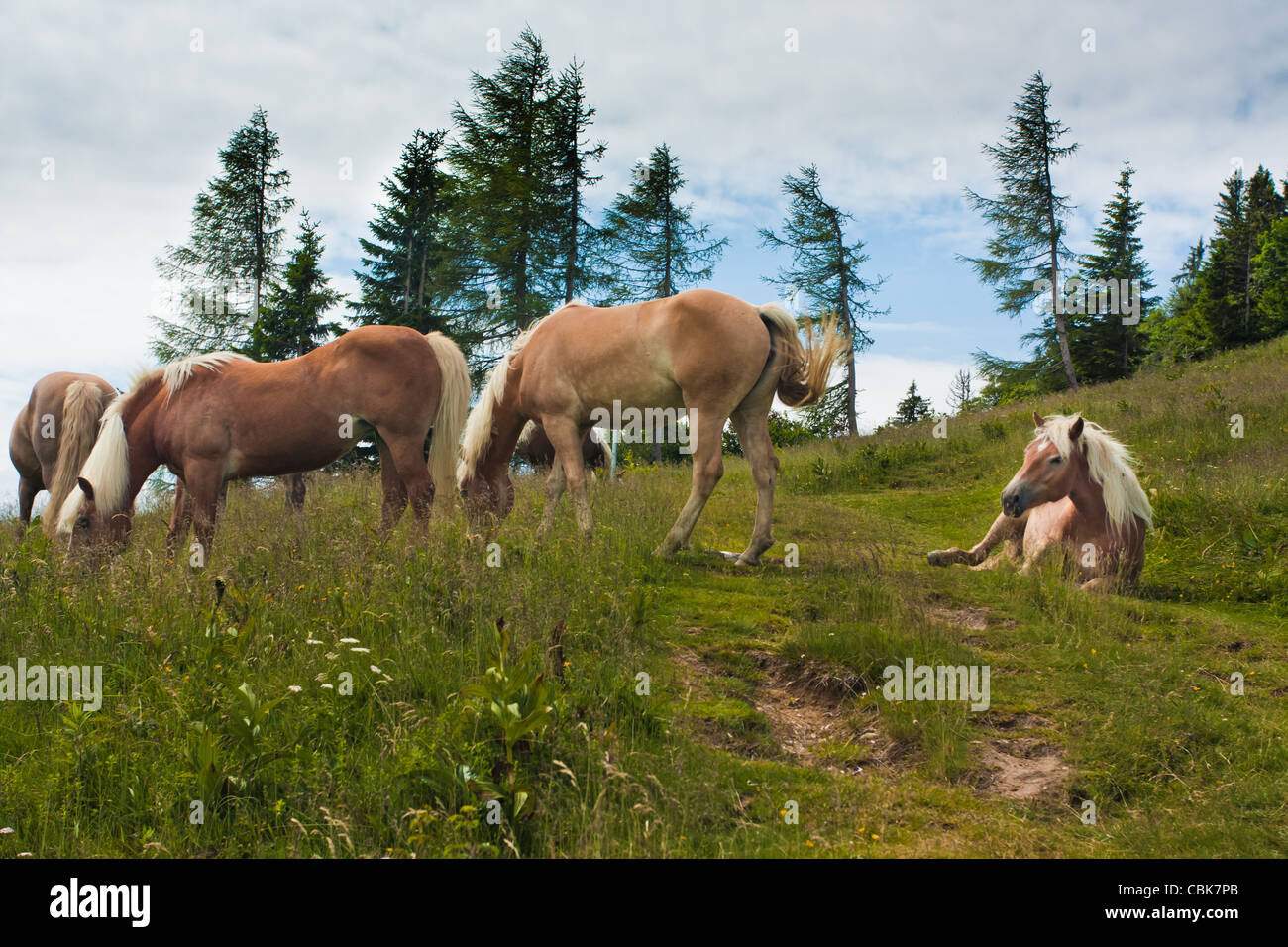 Famille de chevaux sur Zwolferhorn en Autriche Banque D'Images