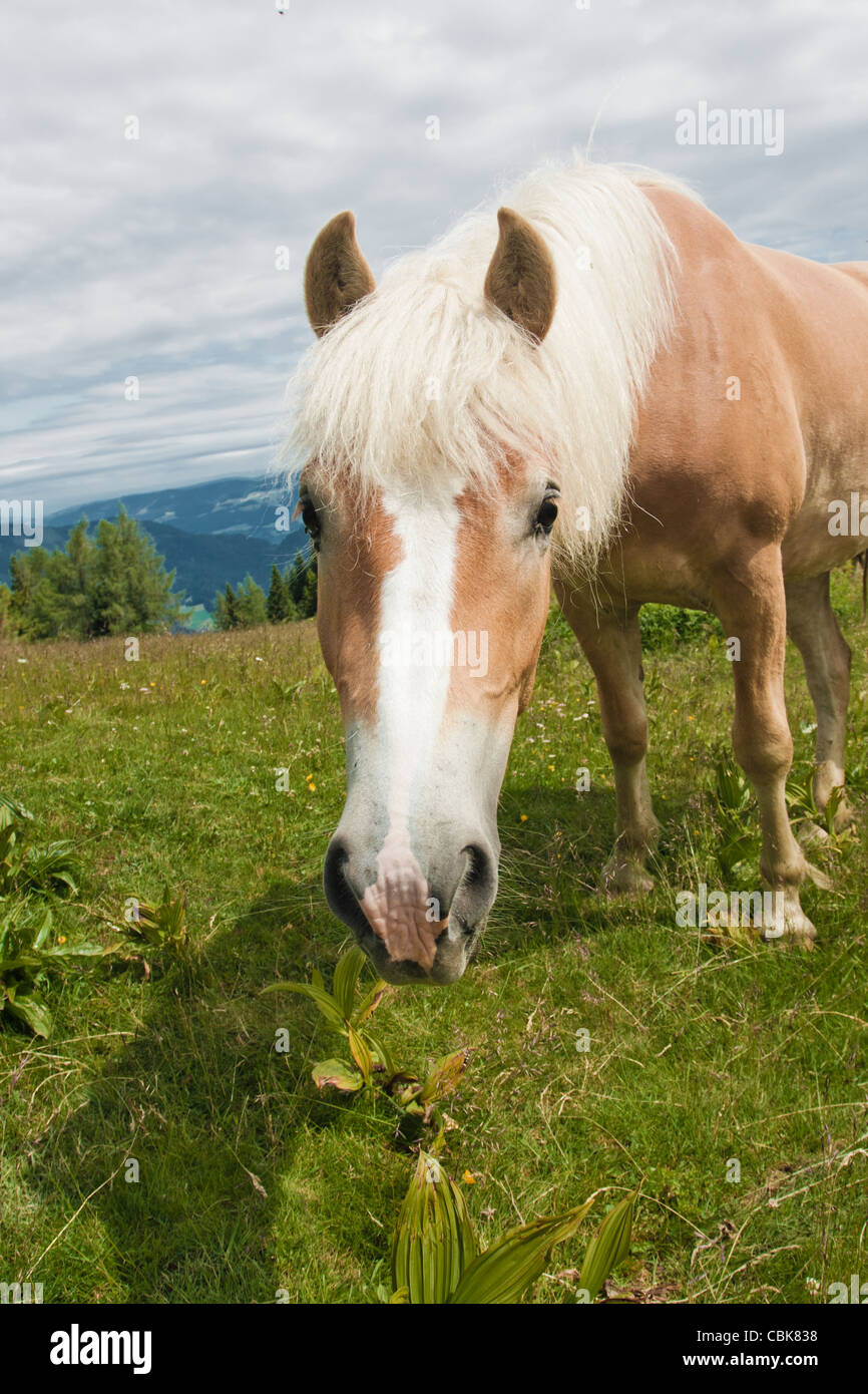 Horse portrait on Zwolferhorn en Autriche Banque D'Images