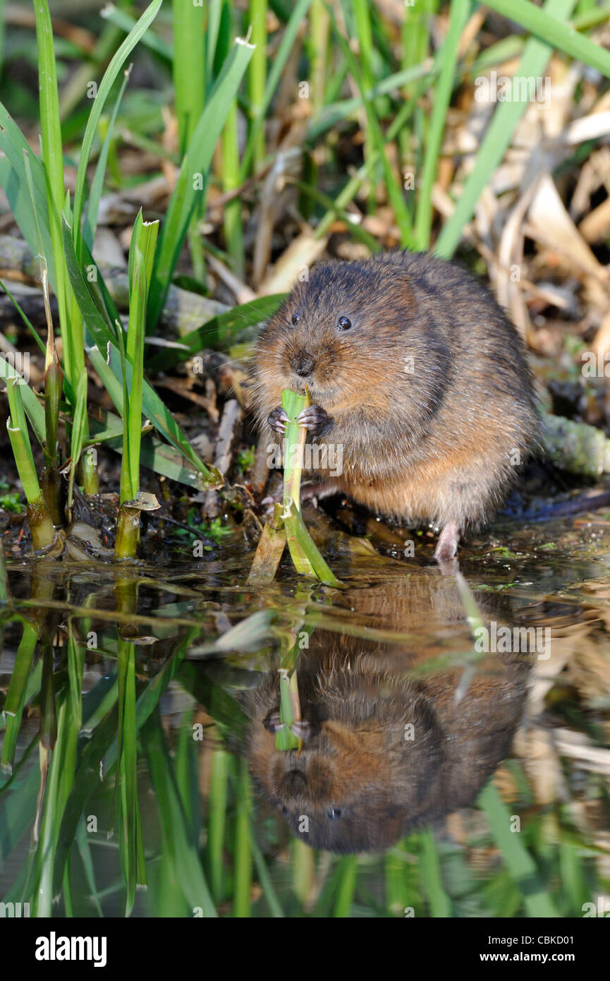 Le campagnol de l'eau (Arvicola amphibius) Banque D'Images