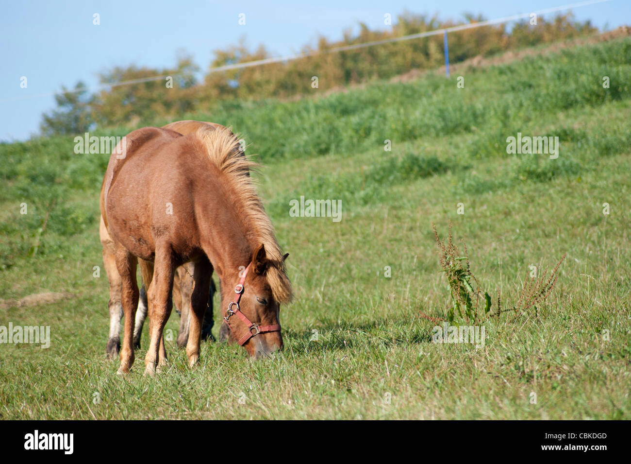 Jeune cheval Banque D'Images