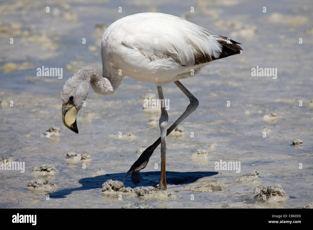 James's juvénile (Phoenicoparrus jamesi Flamingo) se nourrissent dans les eaux peu profondes au salt lake Laguna Hedionda, Altiplano, Bolivie Banque D'Images