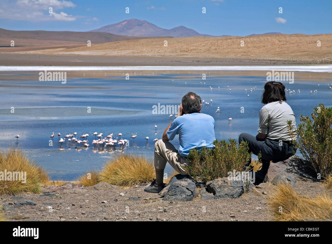 Ornithologue amateur et touristiques avec des jumelles regardant des flamants roses se nourrissent dans la Laguna Cañapa, Altiplano, Bolivie Banque D'Images