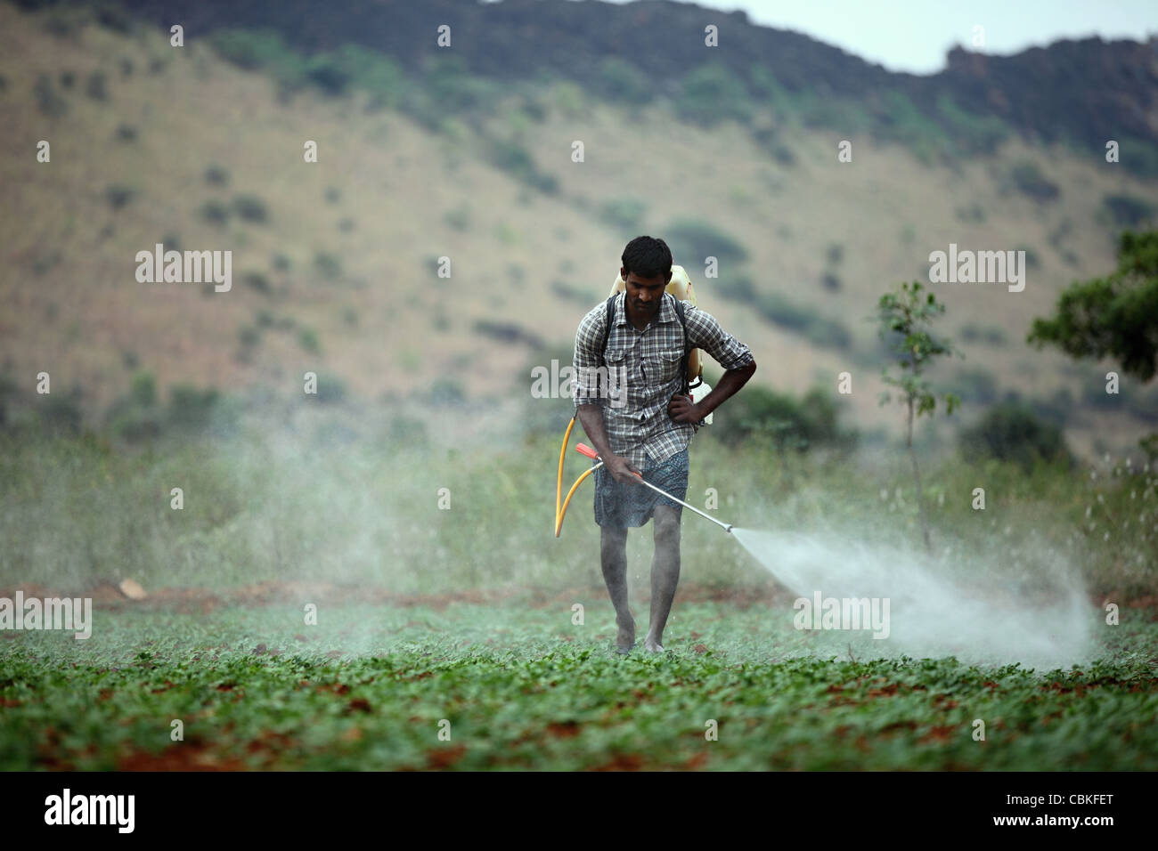 La pulvérisation de pesticide indien de l'Andhra Pradesh en Inde du Sud non protégés Banque D'Images