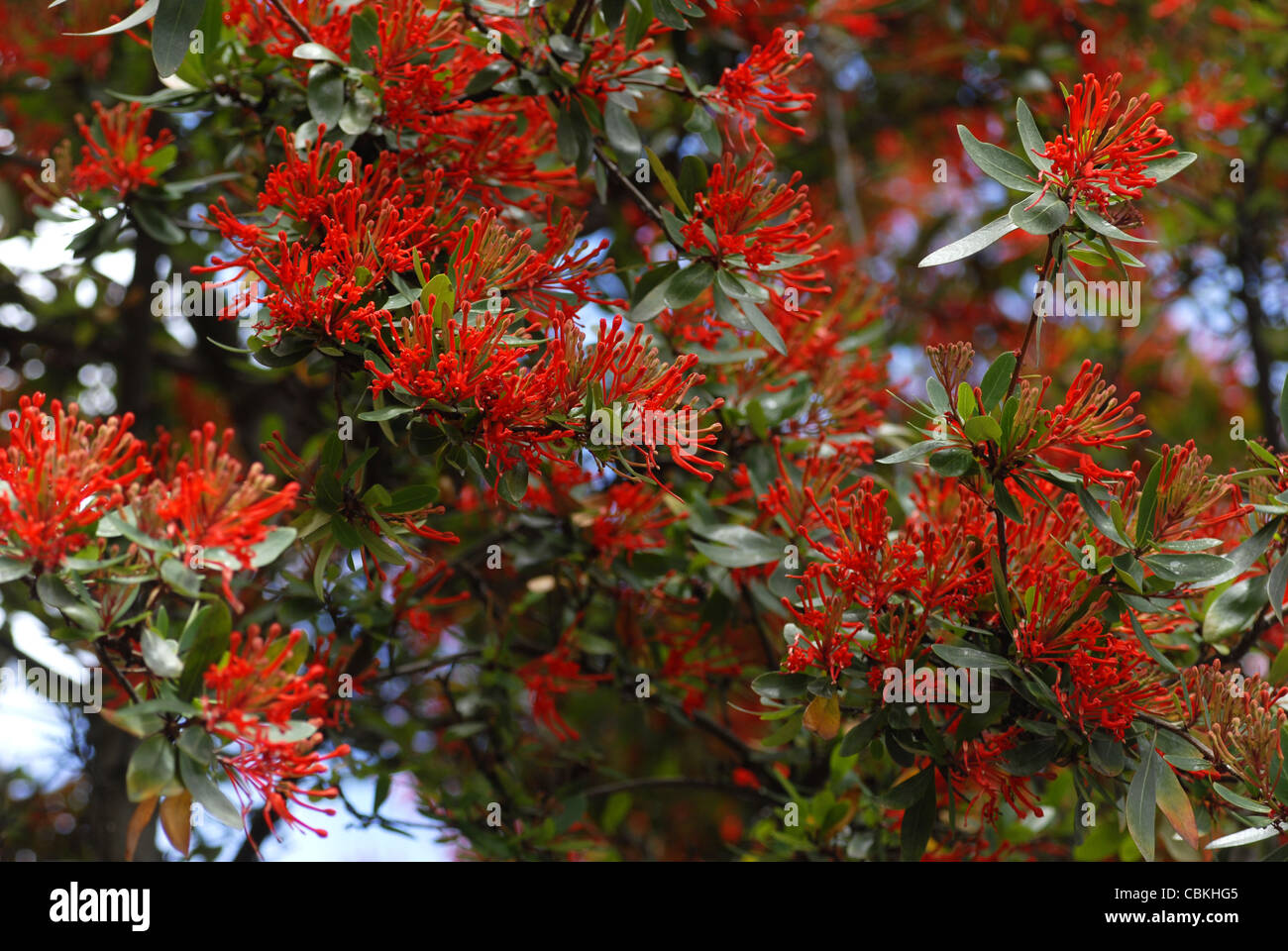 Copiihue. La fleur rouge chilien, Chiloé, Chili, région du Lac Banque D'Images