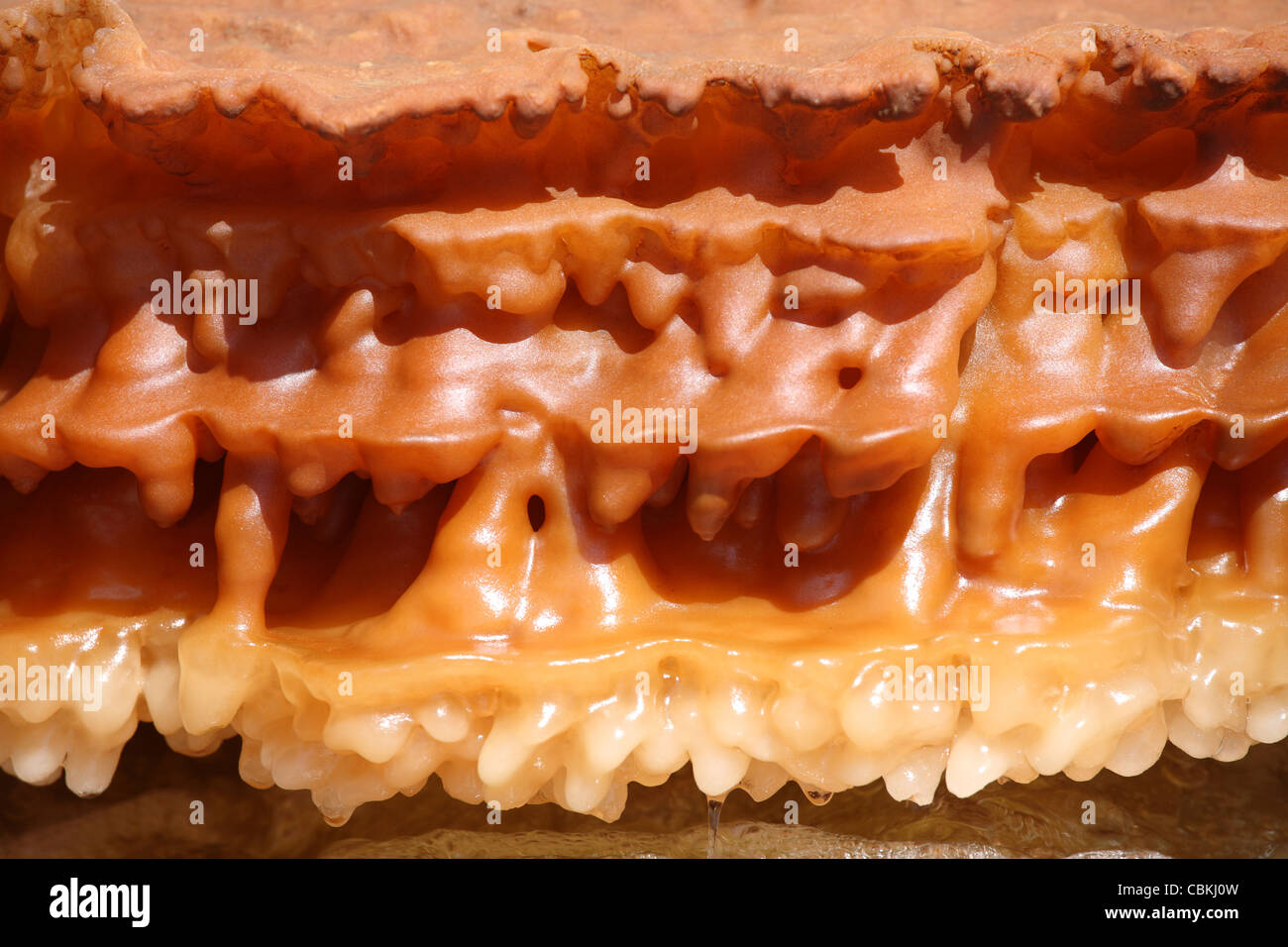 Zone géothermique Dallol, les gisements de sel de potassium coloré à saumure hot springs, dépression Danakil, l'Éthiopie. Banque D'Images