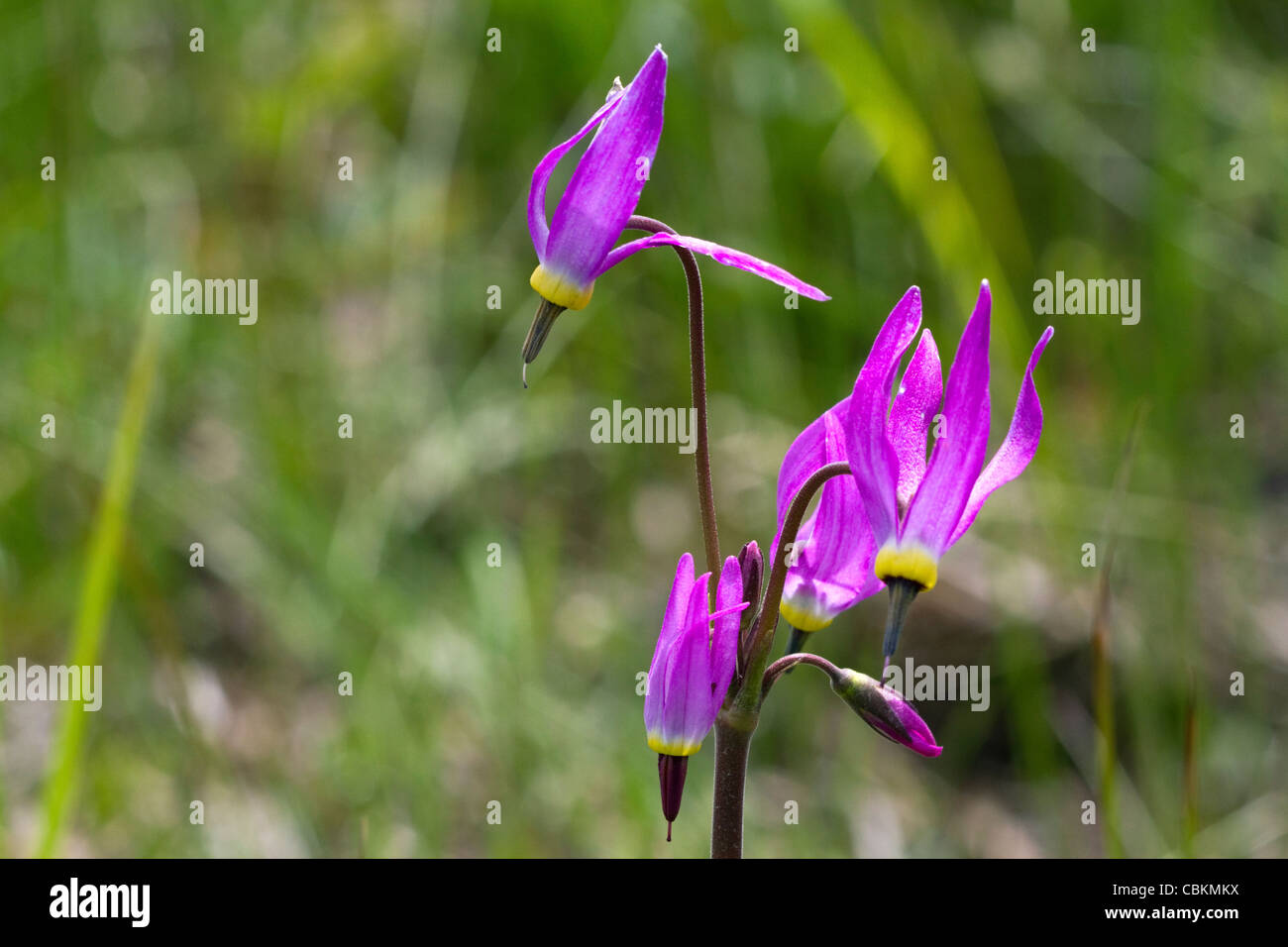 Dodecatheon pulchellum, communément appelé étoile filante jolie fleur en fleur. Banque D'Images