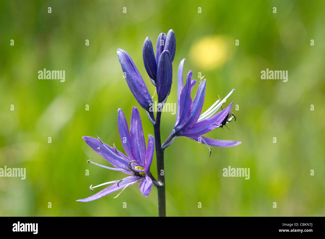 Camassia quamash, également connu sous le nom de petite herbe vivace floraison Camas. Banque D'Images