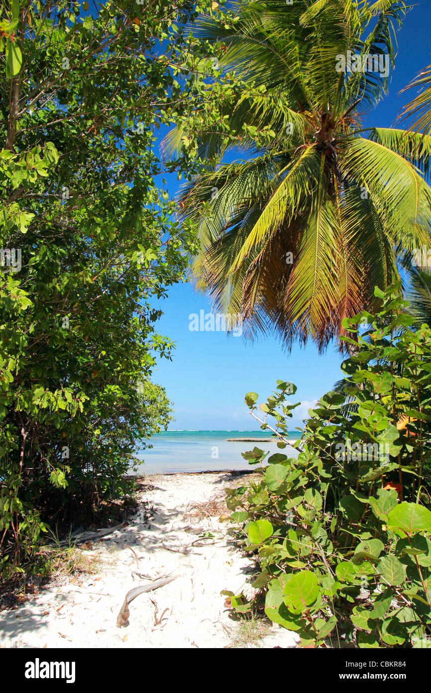 Chemin avec paumes à la mer des Caraïbes, summer paradise Banque D'Images