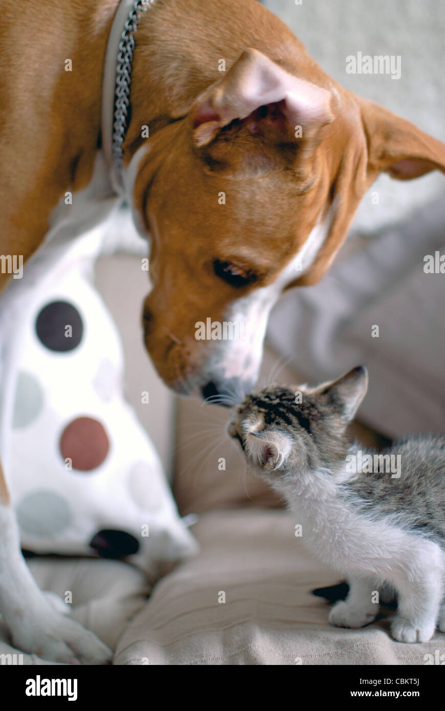 Chaton de quelques semaines, l'interaction avec chien Banque D'Images