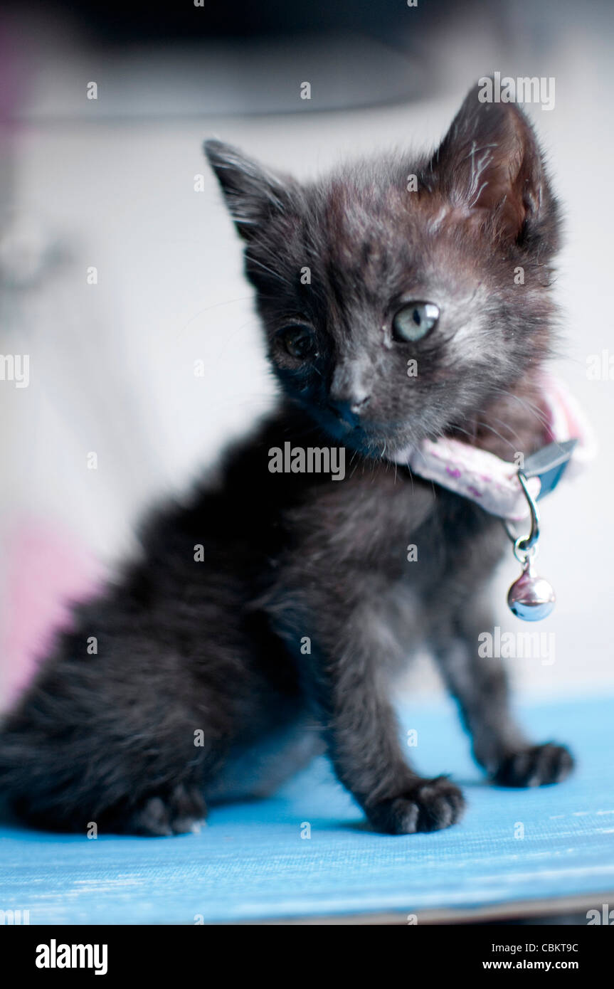 1 mois chaton noir Photo Stock - Alamy