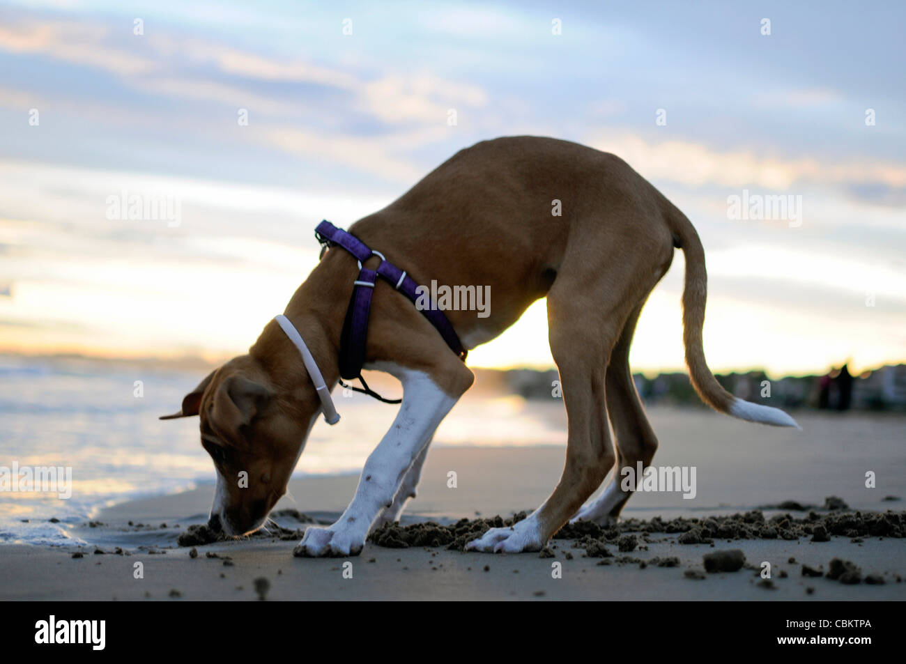 Mignon chien âgé de 4 mois sur la plage, au coucher du soleil Banque D'Images
