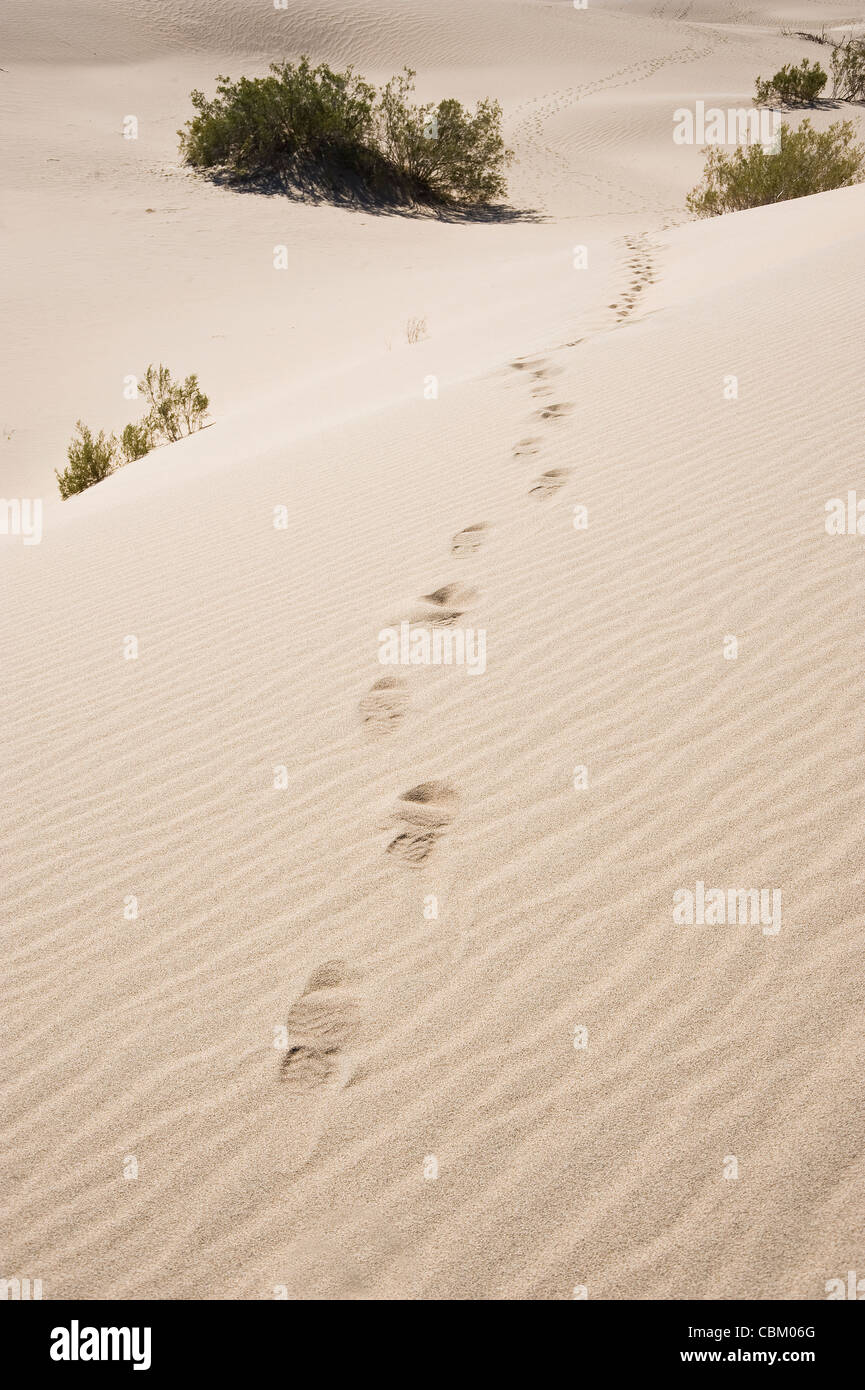 Des empreintes de pas dans le sable du désert, la vallée de la mort, États-Unis Banque D'Images