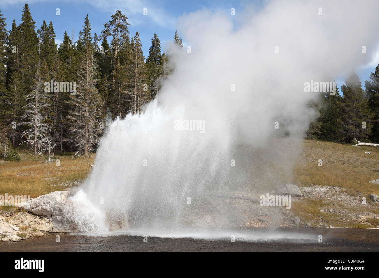 L'éruption du geyser de Riverside, Upper Geyser Basin, zone géothermique caldeira de Yellowstone, le Parc National de Yellowstone, Wyoming. Banque D'Images