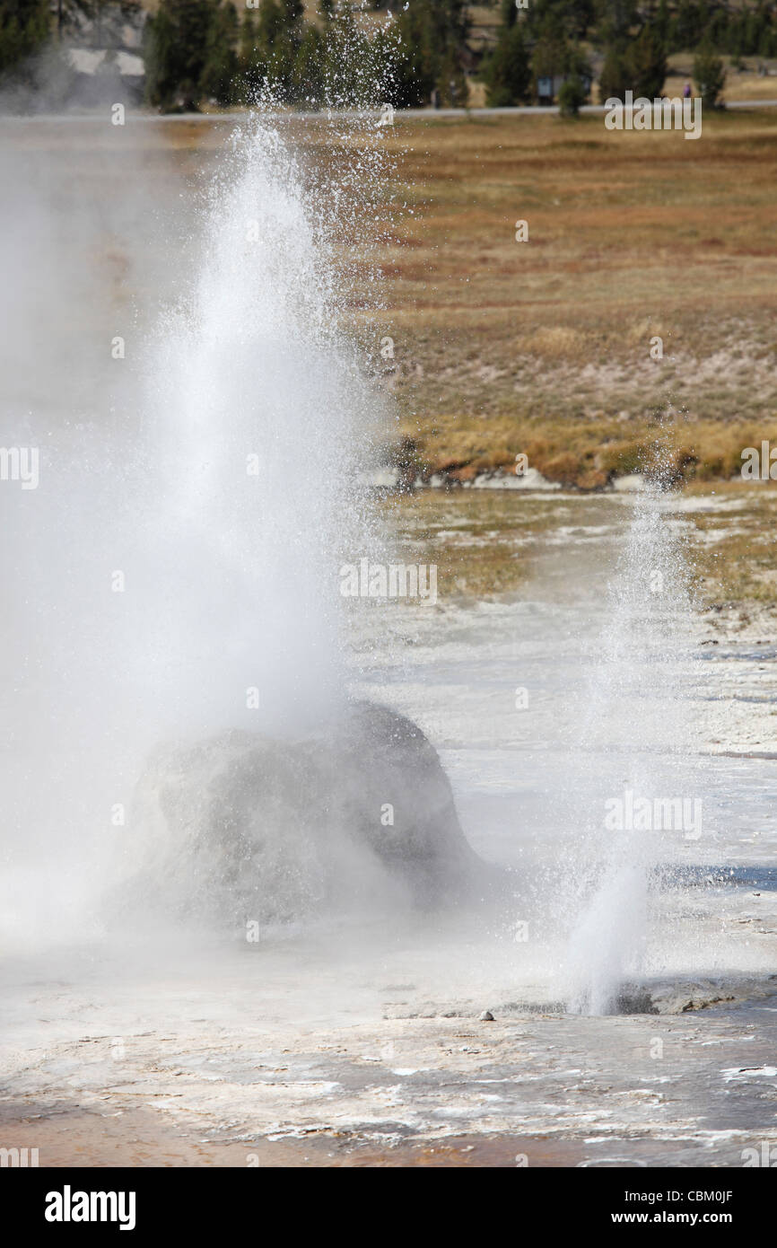 Geyser de ruche en commençant avec l'éruption du geyser de l'indicateur en premier plan, le Parc National de Yellowstone, Wyoming. Banque D'Images