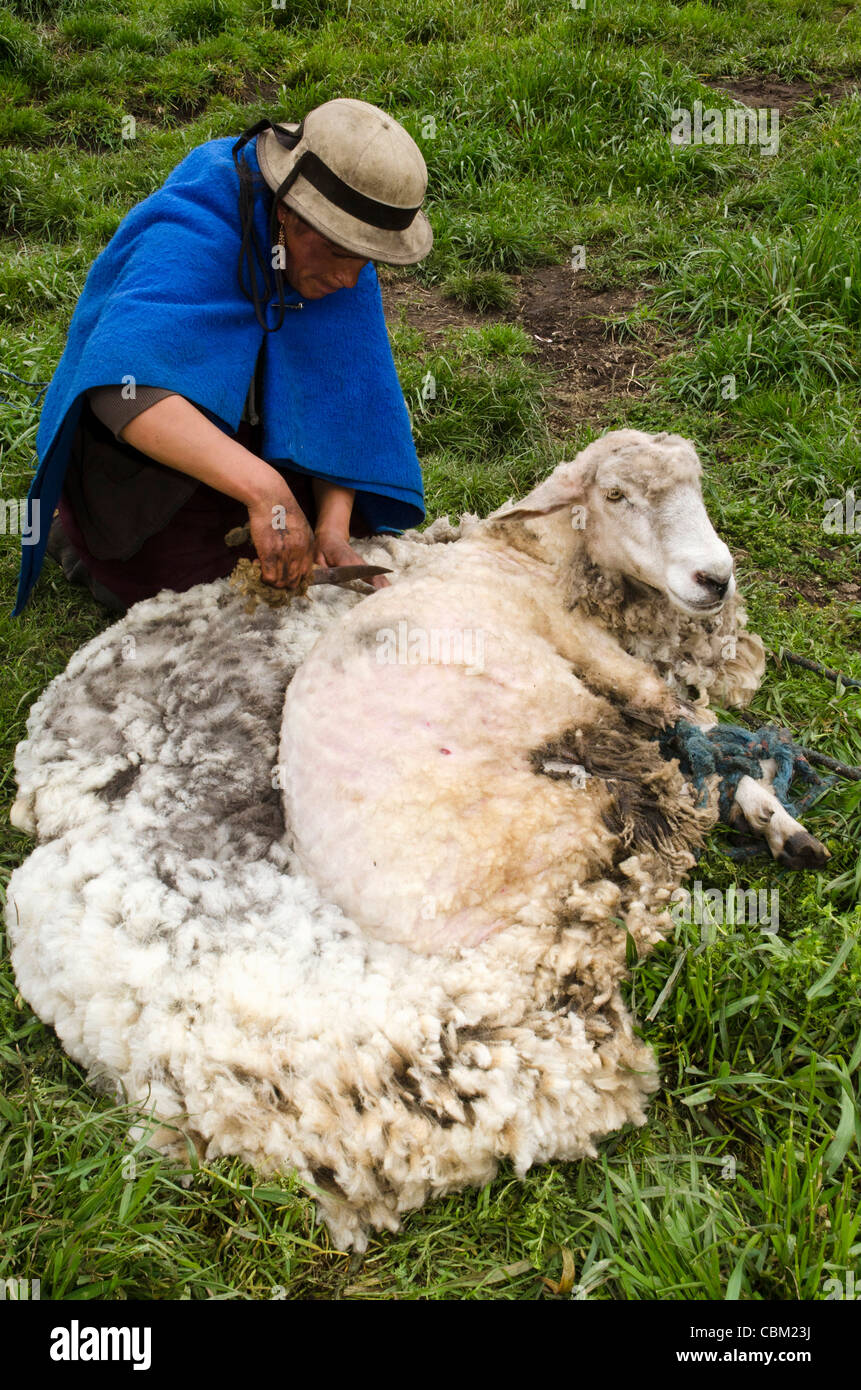 La tonte des moutons, les Indiens Quechua de base Volcan Chimborazo, Andes, l'Equateur, l'Amérique du Sud Banque D'Images