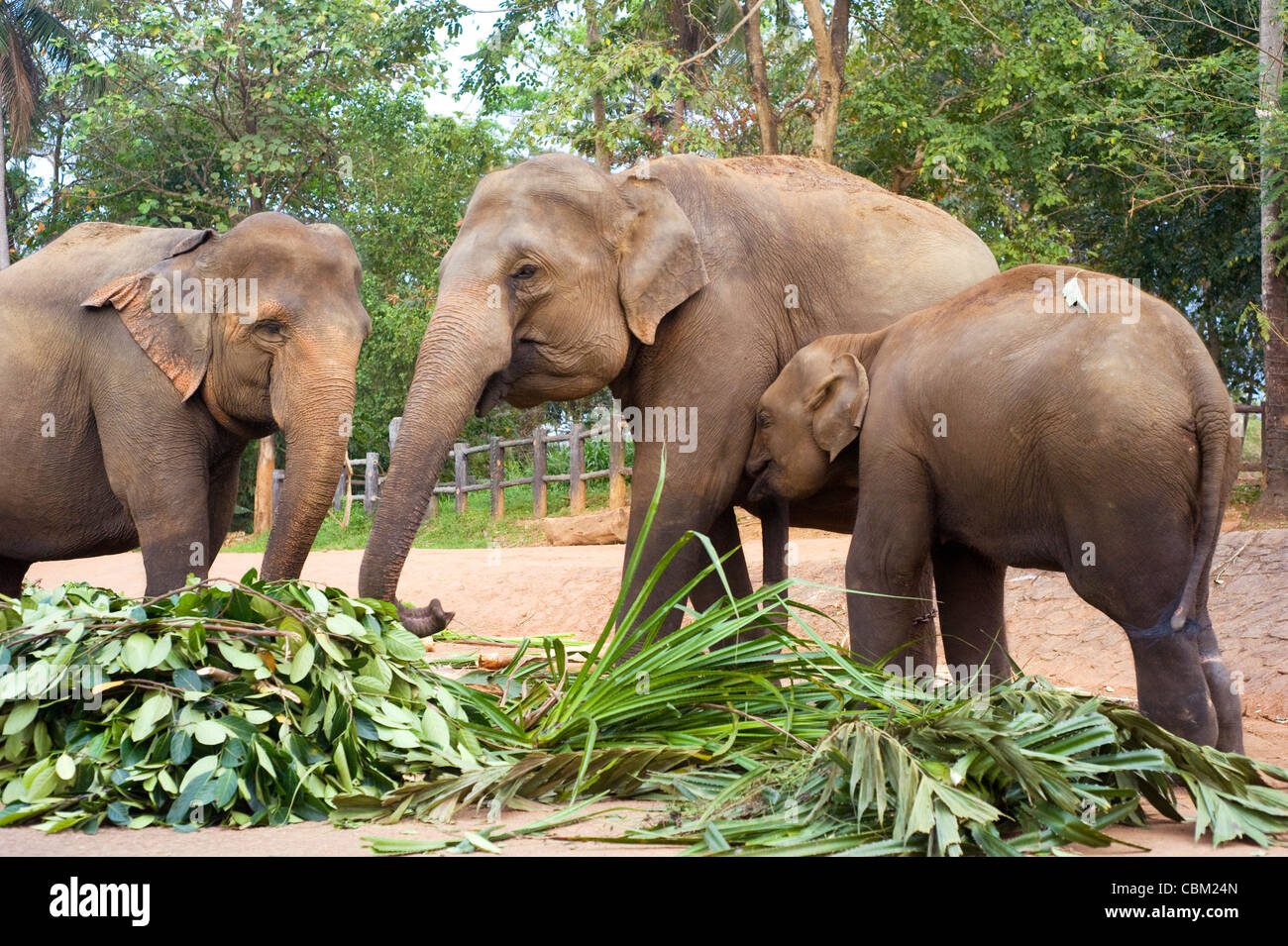 Famille d'éléphants à l'orphelinat des éléphants de Pinnawela, au Sri Lanka Banque D'Images