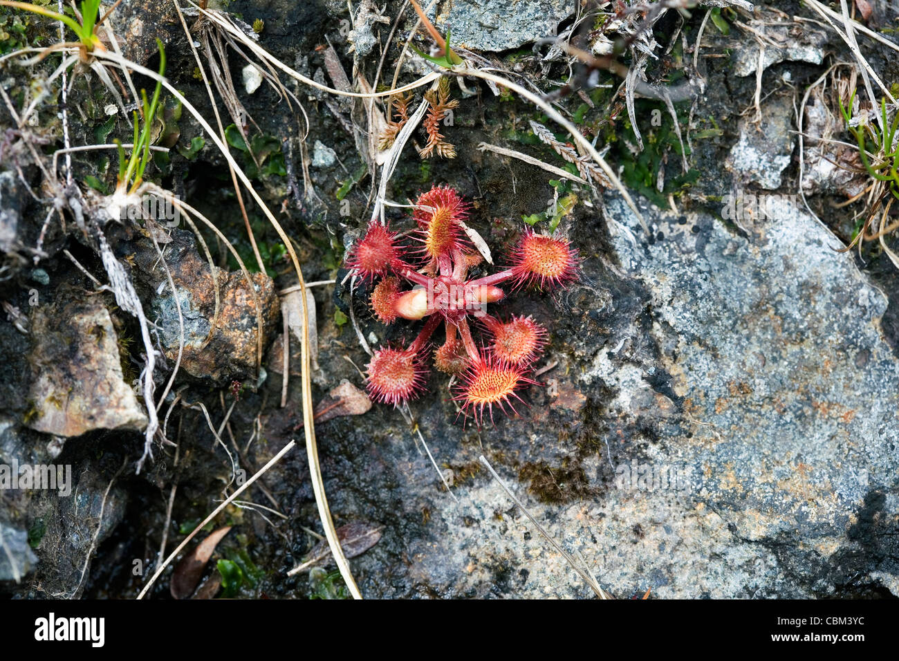 Round-leaved Sundew poussant sur les pentes de Beinn na Caillich Broadford Skye Ecosse Banque D'Images