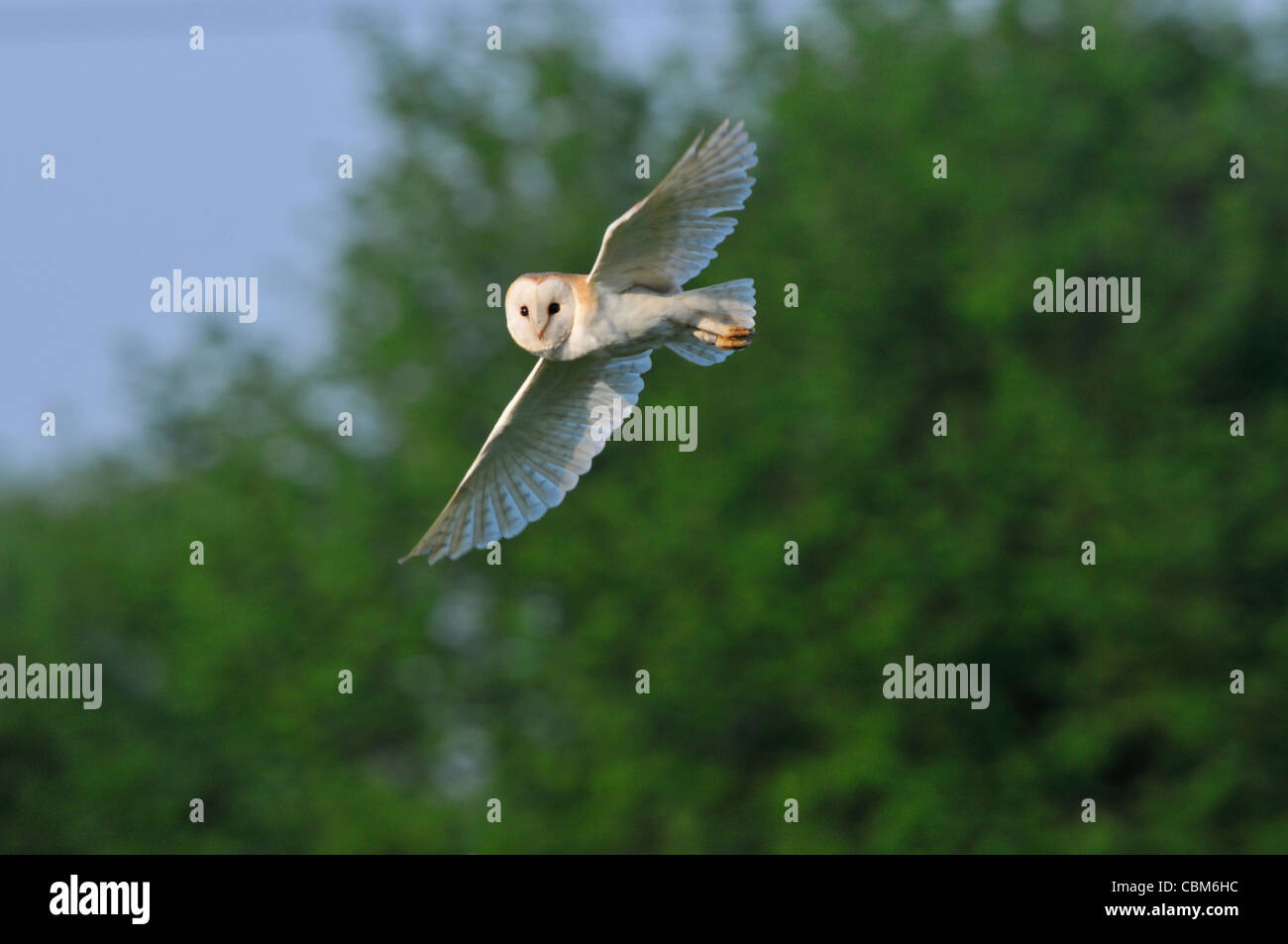 Effraie des clochers (Tyto alba) Banque D'Images