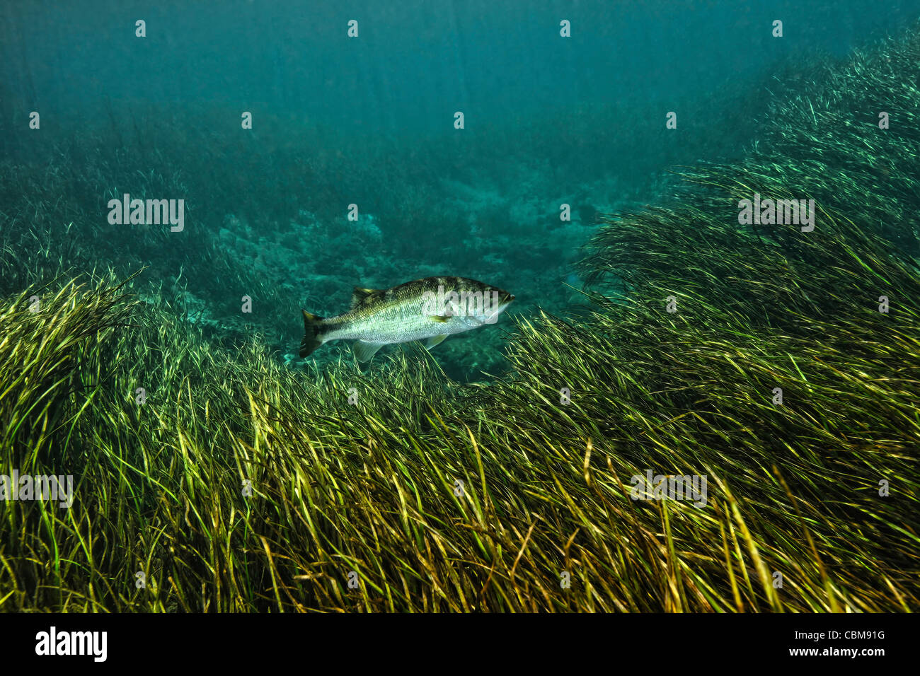Un Achigan à grande bouche nage entre strap-leaf sagittaria sur le fond de la rivière. Banque D'Images