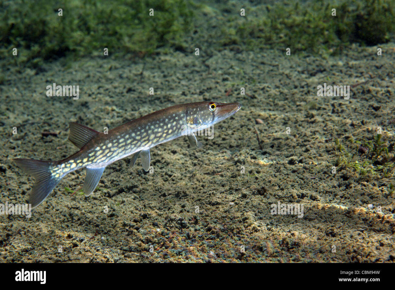 Une chaîne Pickerel (Esox niger) natation le fond de la rivière, près de la rive de Morrison Springs State Park, près de Red Bay, en Floride. Banque D'Images