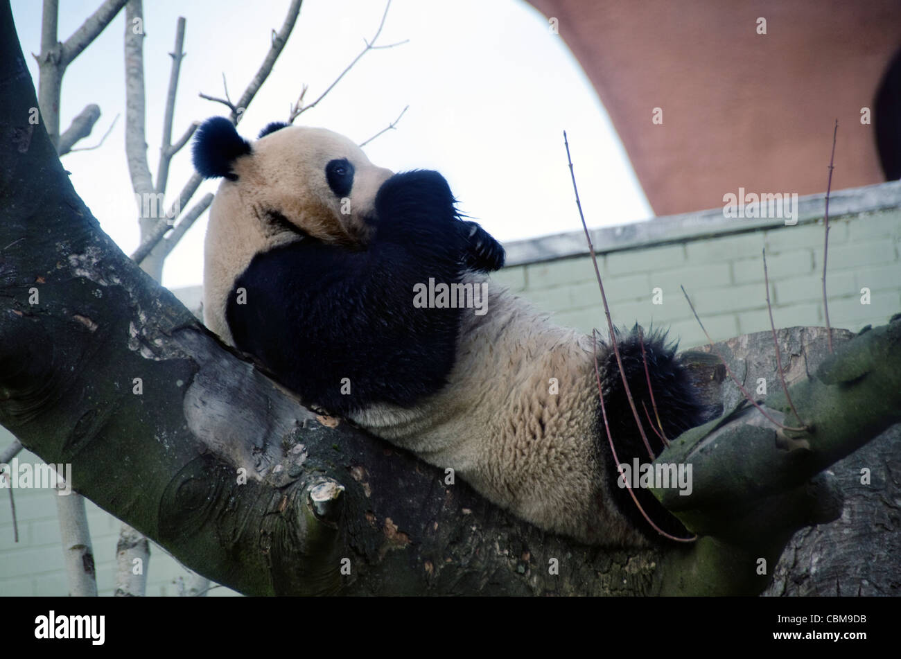 Ours Panda géant mâle Yang Guang dans Zoo d'Édimbourg une semaine après son arrivée en provenance de Chine le 4 décembre 2011 Banque D'Images