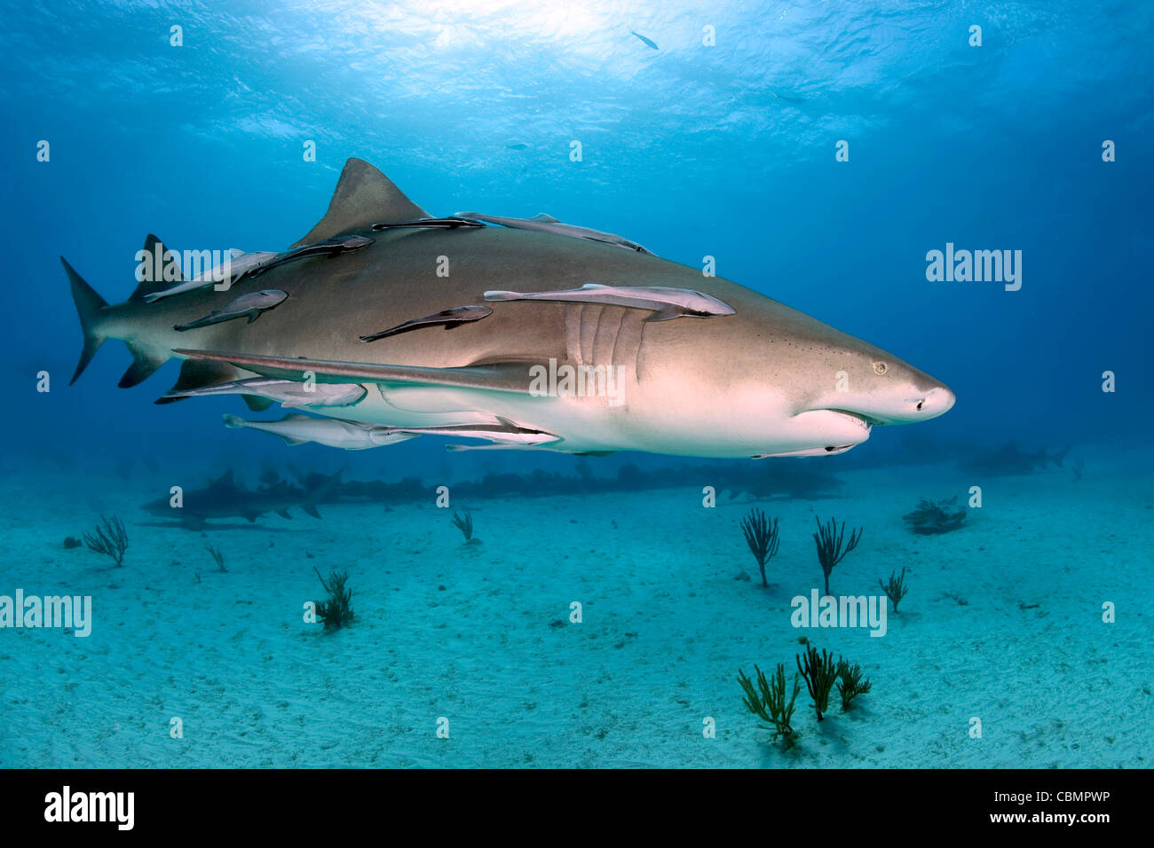 Le requin et Suckerfish, Negaprion brevirostris, mer des Caraïbes, Bahamas Banque D'Images
