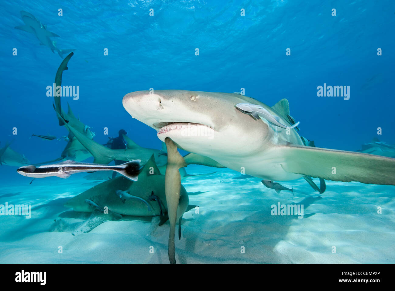 Le requin, Negaprion brevirostris, mer des Caraïbes, Bahamas Banque D'Images