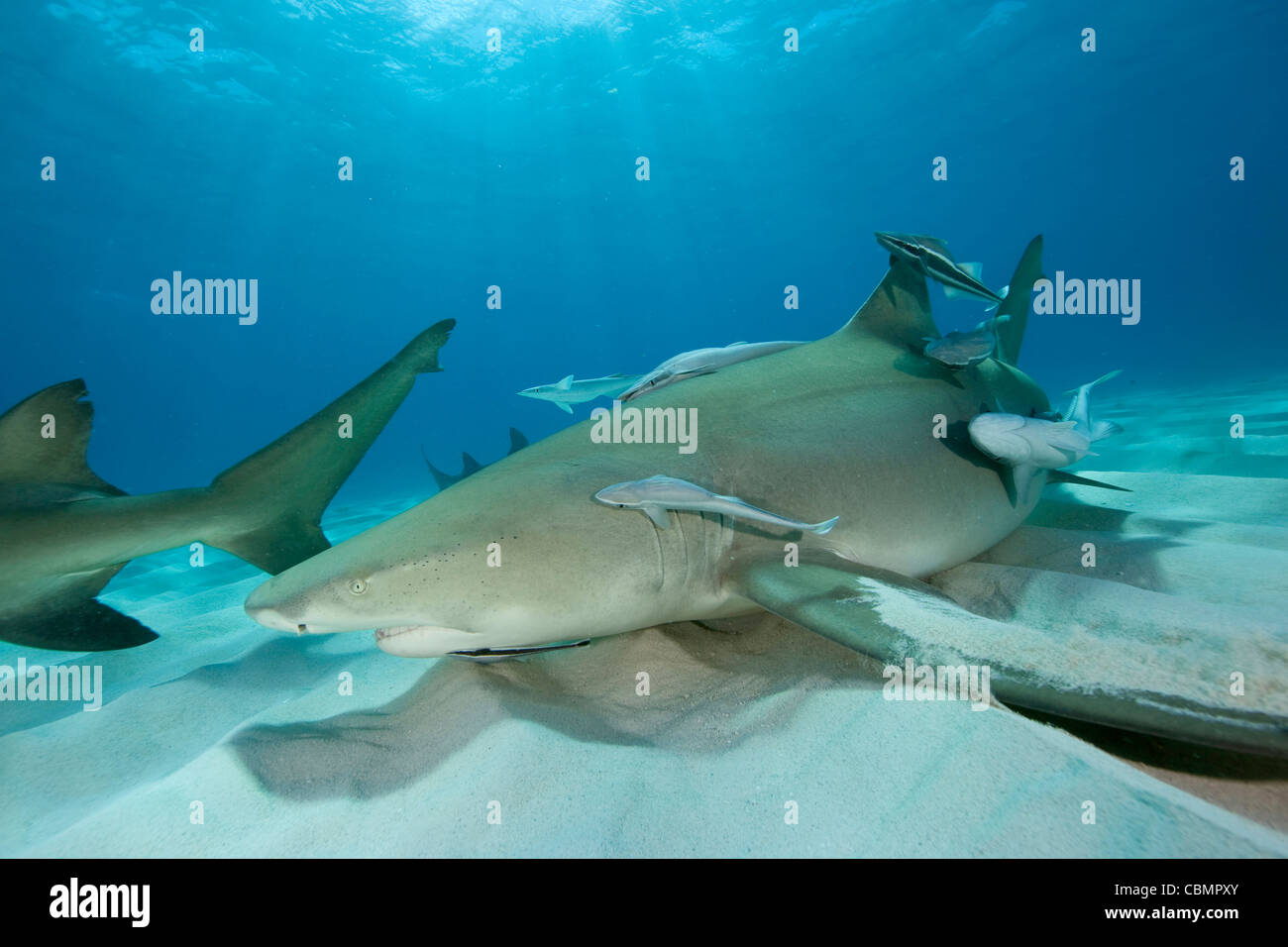 Le requin, Negaprion brevirostris, mer des Caraïbes, Bahamas Banque D'Images