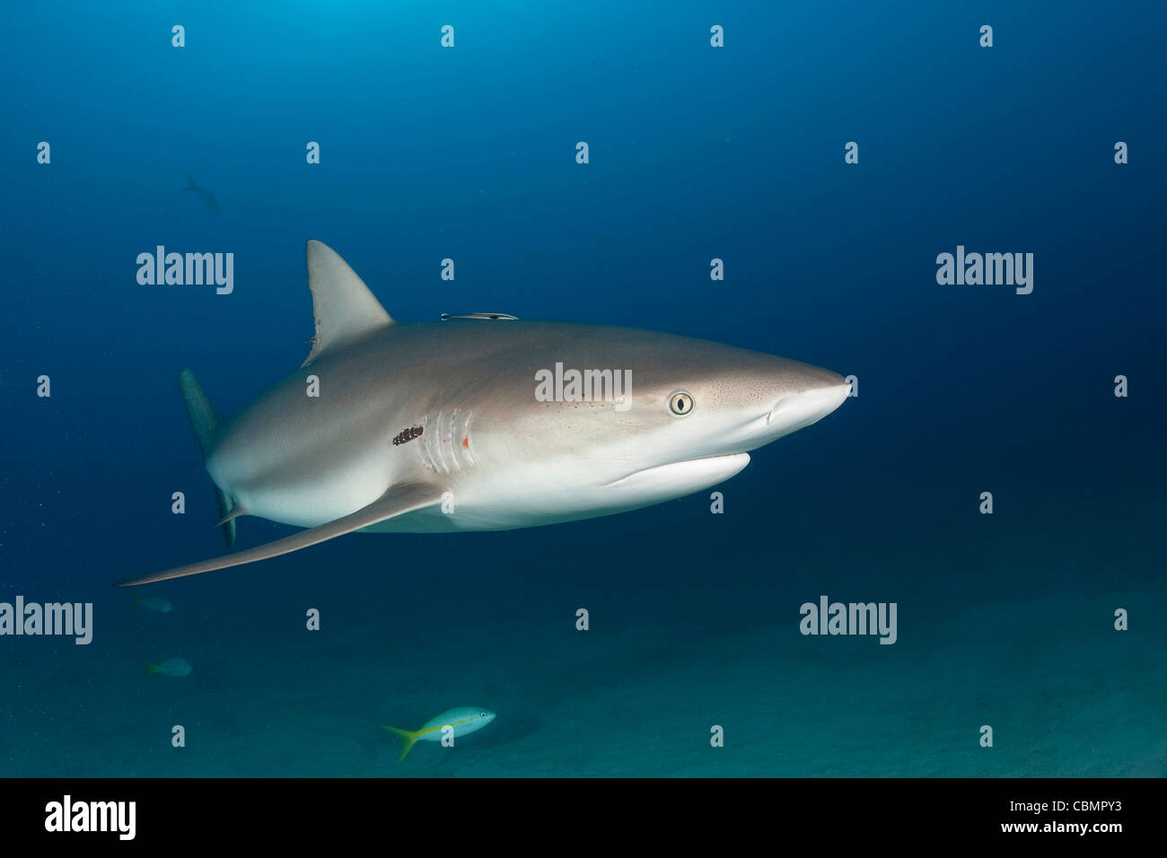 Requin de récif des Caraïbes, Carcharhinus perezi, mer des Caraïbes, Bahamas Banque D'Images